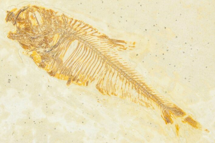 Detailed Fossil Fish (Diplomystus) - Wyoming #331044